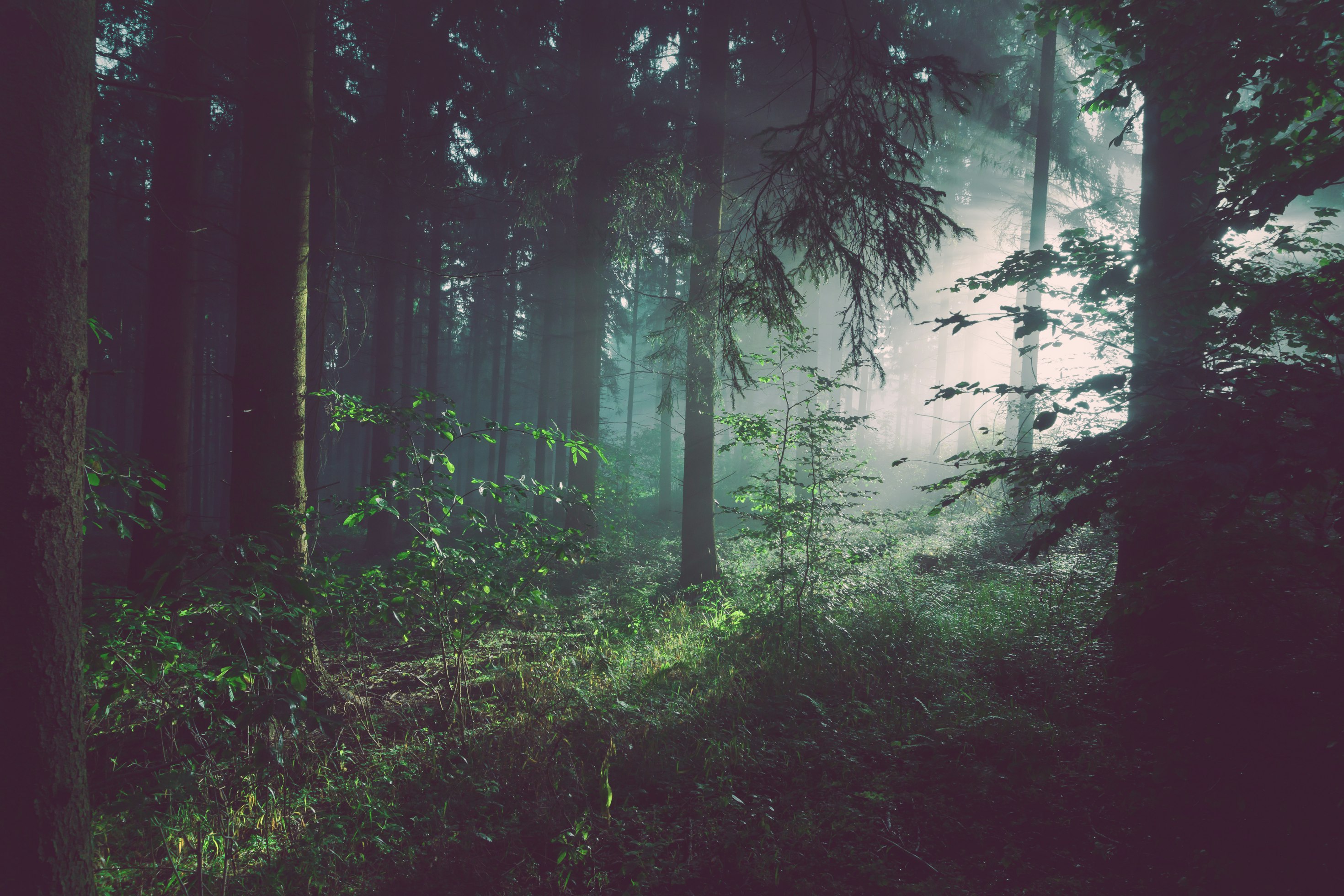 Forest Background